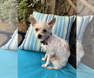 Mutt Dogs for adoption in Santa Clara, CA, USA
