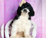 Small #3 Cavapoo (Miniature)