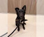 Small German Shepherd Dog