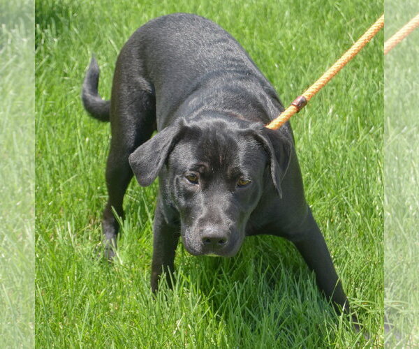Medium Photo #5 Mutt Puppy For Sale in Huntley, IL, USA