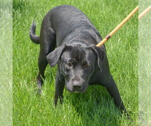 Xena - Female Mutt Dog for Adoption - Photo #5