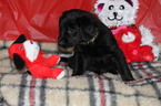 Small Photo #6 Labradoodle Puppy For Sale in BROKEN BOW, OK, USA