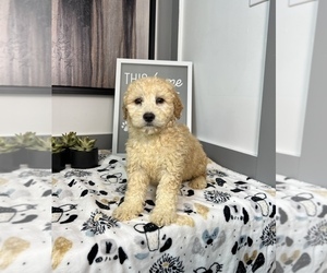 Goldendoodle (Miniature) Puppy for sale in FRANKLIN, IN, USA