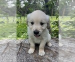 Puppy Gandalf Golden Retriever