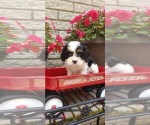 Cavapoo Puppy for sale in RICHMOND, MI, USA