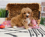 Small #9 Cavapoo (Miniature)