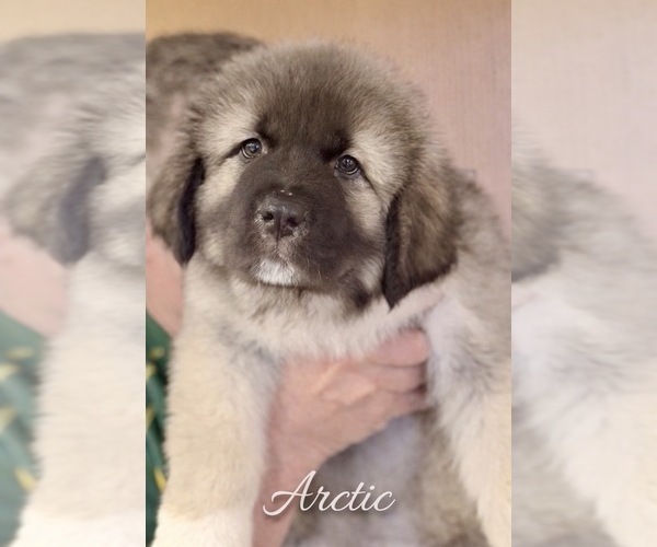 Medium Photo #3 Caucasian Shepherd Dog Puppy For Sale in AKELEY, MN, USA