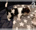 Small #6 Biewer Yorkie