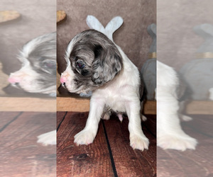 Cock-A-Poo Puppy for Sale in HESPERIA, California USA
