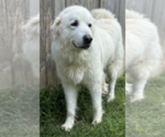 Small Great Pyrenees