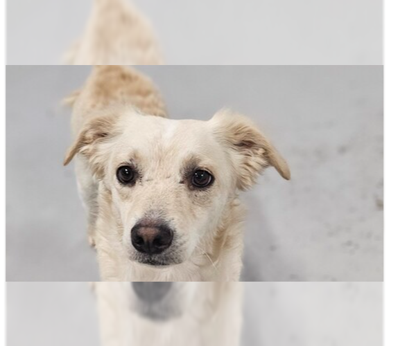 Medium Photo #1 - Mix Puppy For Sale in Studio City, CA, USA