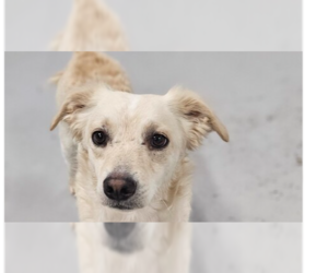 - Mix Dogs for adoption in Studio City, CA, USA