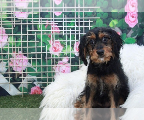 Medium Photo #2 Corkie Puppy For Sale in MARIETTA, GA, USA
