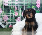 Small Photo #2 Corkie Puppy For Sale in MARIETTA, GA, USA