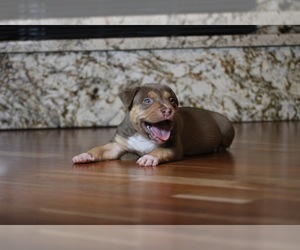 American Bully Puppy for sale in CRESTVIEW, FL, USA