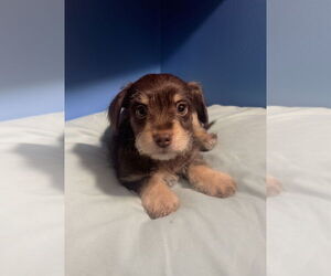 Poodle (Toy)-Unknown Mix Dogs for adoption in Pottstown, PA, USA