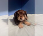 Small Poodle (Toy) Mix