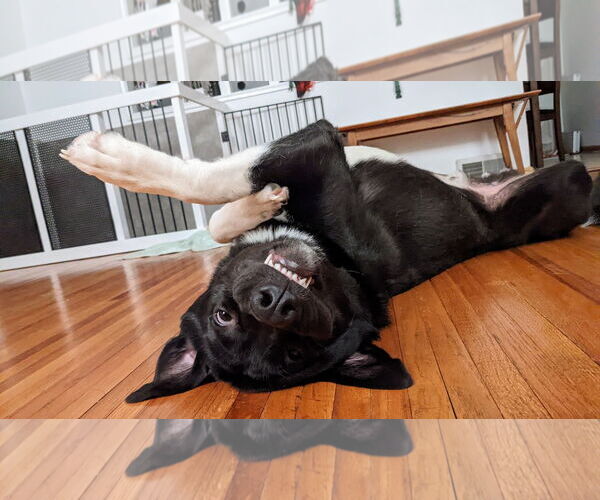 Medium Photo #2 Pyrenees Border Collie Puppy For Sale in Minneapolis, MN, USA