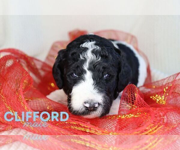 Medium Photo #3 Goldendoodle Puppy For Sale in NORTH LIBERTY, IN, USA