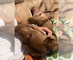 Small Photo #15 Labrador Retriever-Unknown Mix Puppy For Sale in Greenbelt, MD, USA