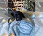 Small Photo #3 Cane Corso Puppy For Sale in OKLAHOMA CITY, OK, USA