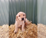 Small Photo #7 Labrador Retriever Puppy For Sale in TWIN FALLS, ID, USA
