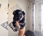 Small #12 Morkie