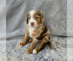 Small #3 Aussiedoodle Miniature -Miniature Bernedoodle Mix
