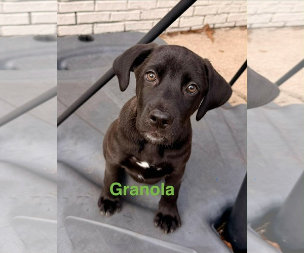 Medium Photo #3 Labrador Retriever-Unknown Mix Puppy For Sale in SHERBURNE, NY, USA