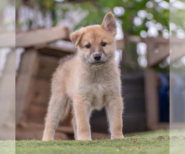 Medium Photo #3 Siberian Husky-Unknown Mix Puppy For Sale in San Diego, CA, USA