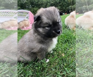 Pomsky Puppy for sale in SAVOY, MA, USA