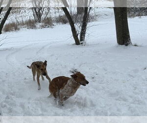 Red Heeler-Unknown Mix Dogs for adoption in Williamsburg, IA, USA