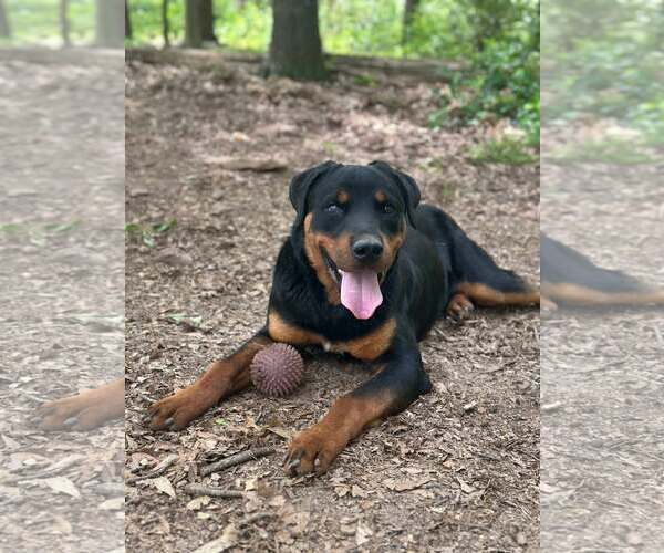 Medium Photo #6 Rottweiler Puppy For Sale in Hillsboro, NH, USA