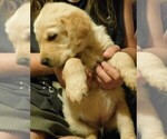 Small Photo #20 Golden Retriever Puppy For Sale in IDAHO SPRINGS, CO, USA