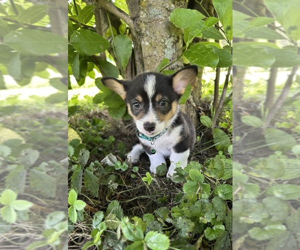 Medium Photo #46 Pembroke Welsh Corgi Puppy For Sale in PERKINSVILLE, VT, USA