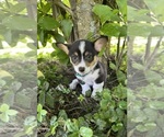 Small Photo #46 Pembroke Welsh Corgi Puppy For Sale in PERKINSVILLE, VT, USA