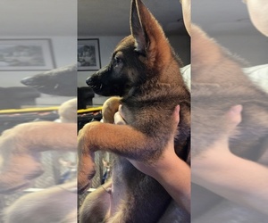 German Shepherd Dog Puppy for sale in FORT WORTH, TX, USA