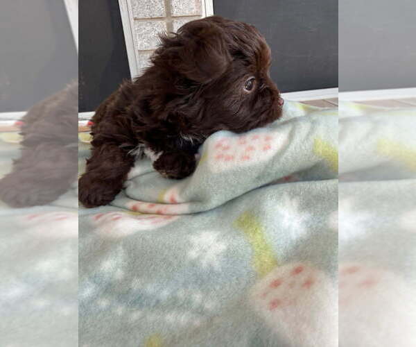 Medium Photo #4 Yorkshire Terrier Puppy For Sale in SCHERTZ, TX, USA