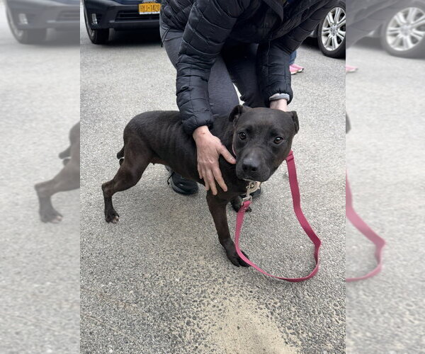 Medium Photo #6 Staffordshire Bull Terrier-Unknown Mix Puppy For Sale in Brewster, NY, USA