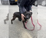 Small #5 Staffordshire Bull Terrier Mix