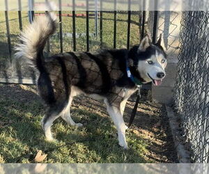 Siberian Husky Dogs for adoption in Riverside, CA, USA