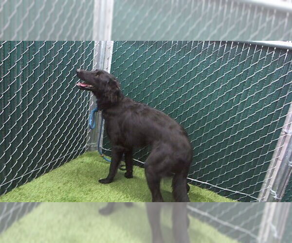 Medium Photo #1 Labrador Retriever-Unknown Mix Puppy For Sale in Downey, CA, USA