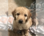 Small Photo #1 Goldendoodle Puppy For Sale in CUMMING, GA, USA