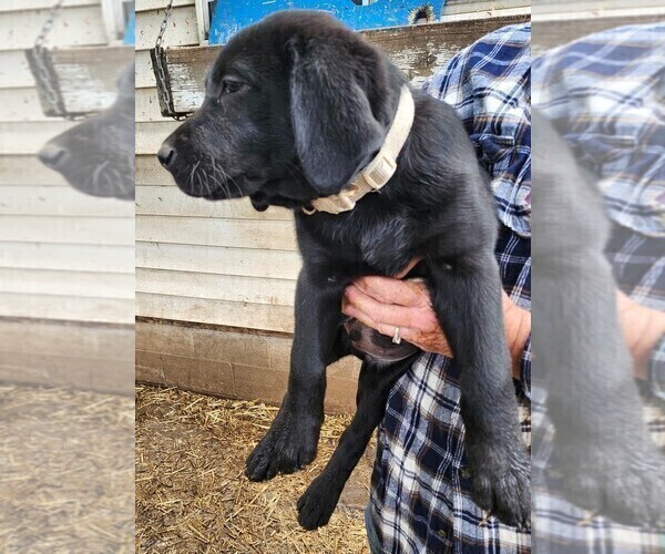 Medium Photo #3 Labrador Retriever Puppy For Sale in IONE, CA, USA