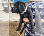 Small #2 Labrador Retriever