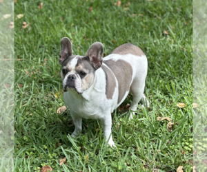 Skylar - Female French Bulldog Dog for Adoption - Photo #5