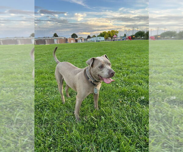 Medium Photo #4 Unknown-Weimaraner Mix Puppy For Sale in Salt Lake City, UT, USA