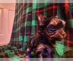 Small Photo #8 Yorkshire Terrier Puppy For Sale in SCHERTZ, TX, USA