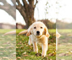Small Photo #3 Golden Retriever Puppy For Sale in WARSAW, IN, USA