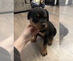 Small #10 Rottweiler